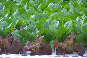 Red and green leaf lettuce; photo by Lynne Goldman Red and green leaf lettuce