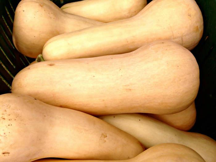 Butternut squash. Photo credit Lynne Goldman