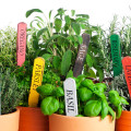 Herbs