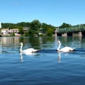 The Landing_swans; photo courtesy of the Landing