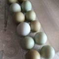 Eggs, Durham Glen Farms