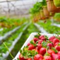 Strawberry, Pixabay