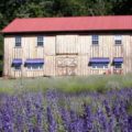 Peace Valley Lavender Farm