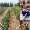 Manoff Market Gardens