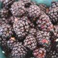 Blackberries, Peace Valley Winery