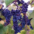 Peace Valley Winery