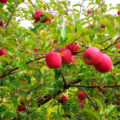Apples, Solebury Orchards