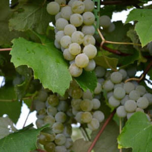 Grapes, Peace Valley Winery