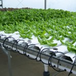 Salad greens growing; photo by Lynne Goldman