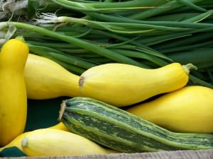 Summer squash. Photo credit Lynne Goldman