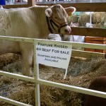 Cow for sale…sort of