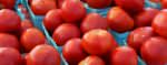 Tomatoes-banner-2-0809.jpg