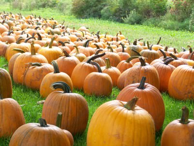 Pumpkins at Trauger's Farm