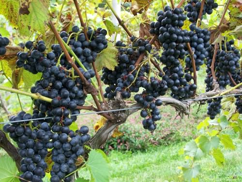 Grapes at Crossing Vineyards