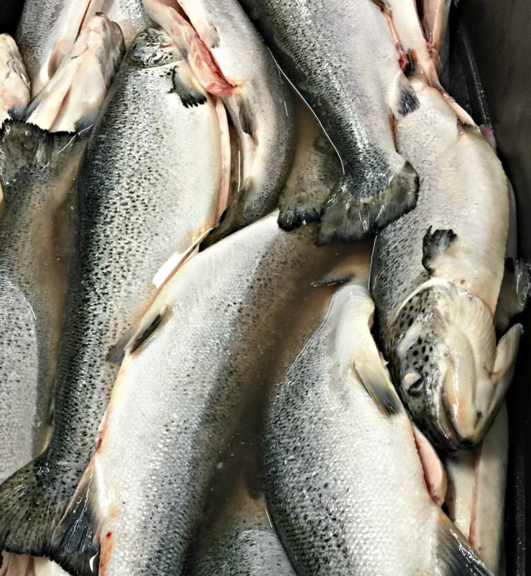 Fresh seafood in Stockton…and Bucks