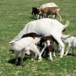 Flint Hill Farm goats; photo by L. Goldman