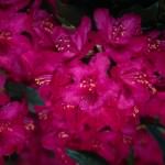 Azaleas; MSClipArt