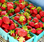 Blooming Glen Farm strawberries, photo credit Lynne Goldman
