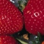 cropped-Strawberries_crop.jpg
