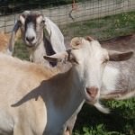 Goatie BFFs @ Flint Hill Farm; photo courtesy of Flint Hill Farm