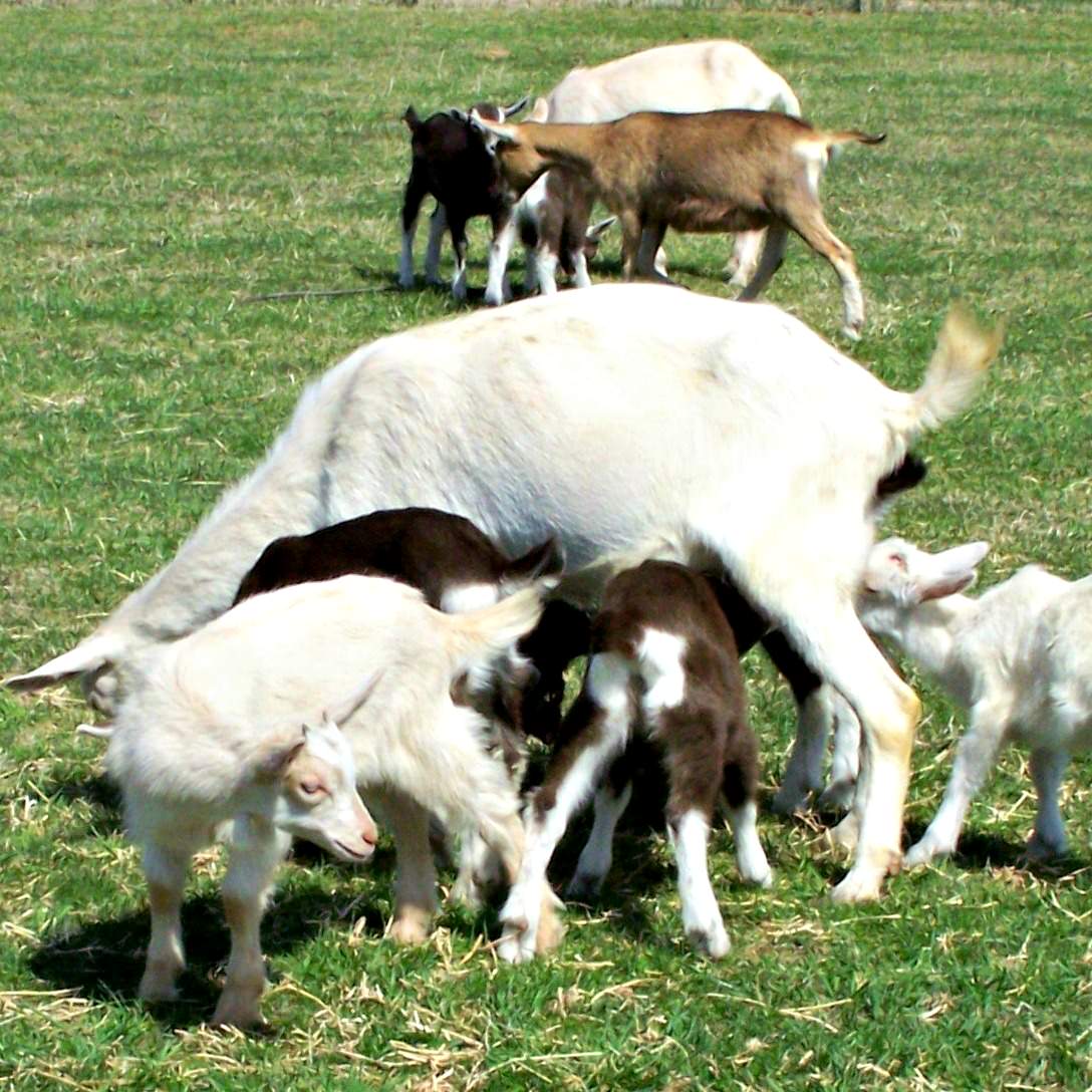 Flint Hill Farm goats