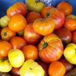 Blooming Glen Farm tomatoes; photo by L. Goldman