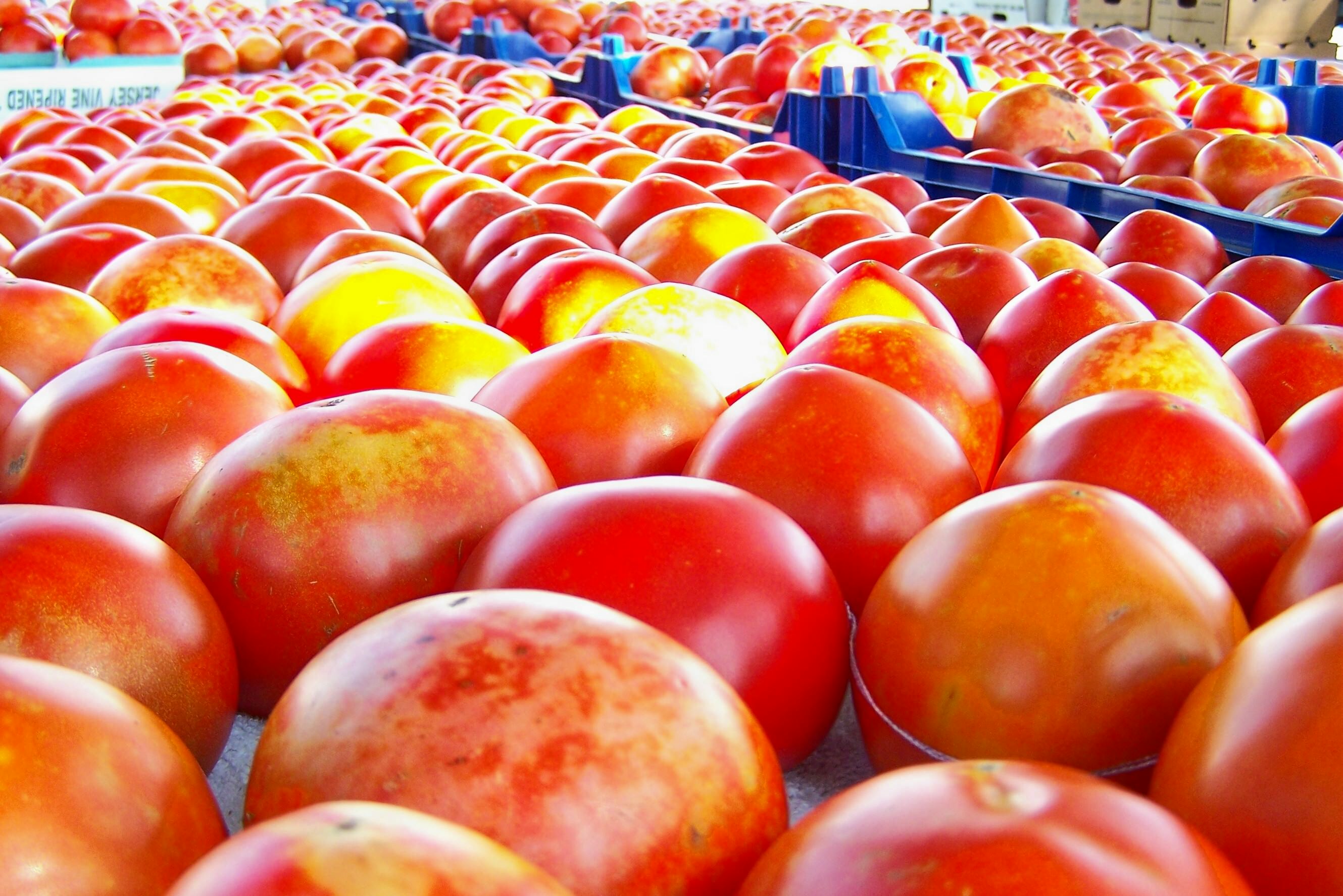 First Slack tomatoes of the season; photo by L. Goldman