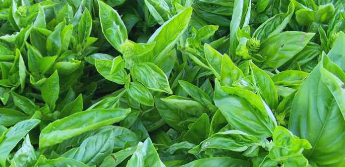 Basil_700x339_photo credit Lynne Goldman Basil_700x339_photo credit Lynne Goldman
