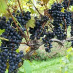 Grapes at Crossing Vineyards; photo by L. Goldman