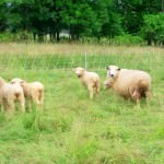 Sheep and lambs grazing at Purely Farm; photo by L. Goldman