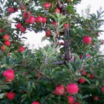 Apple trees at Manoff’s; photo by L. Goldman