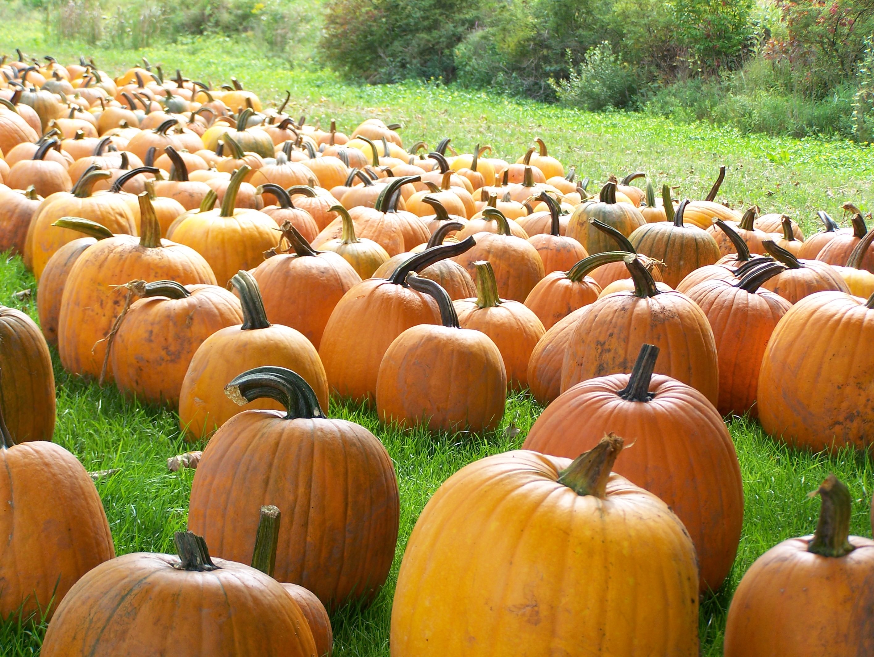 The Great 2016 Pumpkin Report