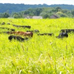 Bobolink cows grazing; photo by L. Goldman