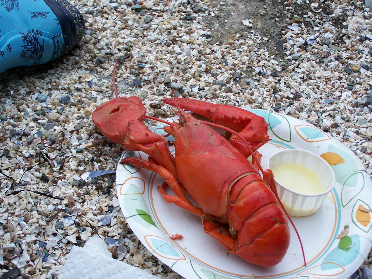 Lobster #1; photo by L. Goldman