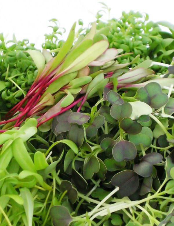 Blue Moon Acres_Micro Greens Sampler; photo courtesy of Blue Moon Acres Farm