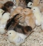 Happy Farm chicks; photo courtesy of The Happy Farm