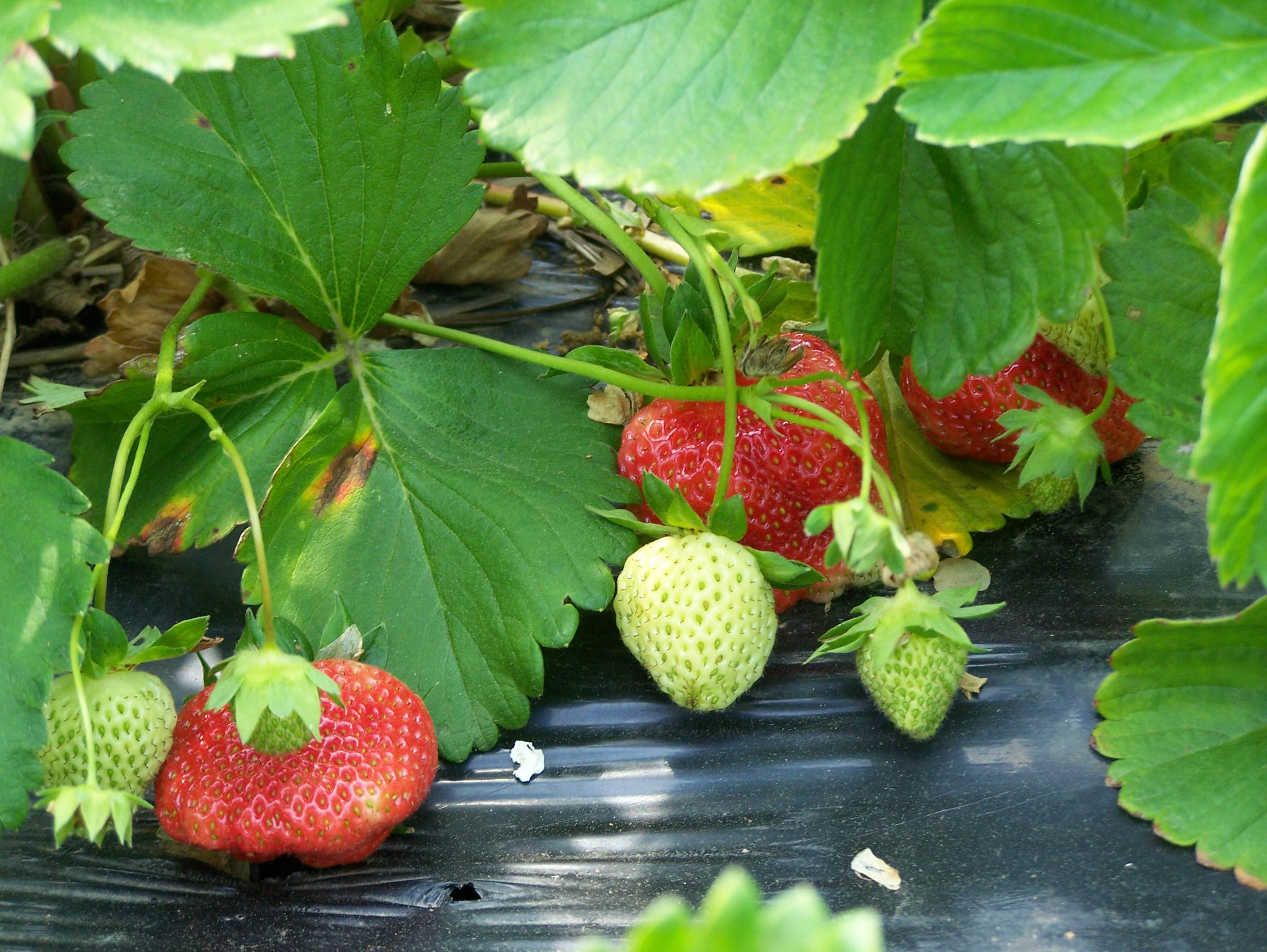 Tips On Pick-Your-Own Strawberries
