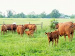 Tussock Sedge Farm cows & calves; photo by L. Goldman