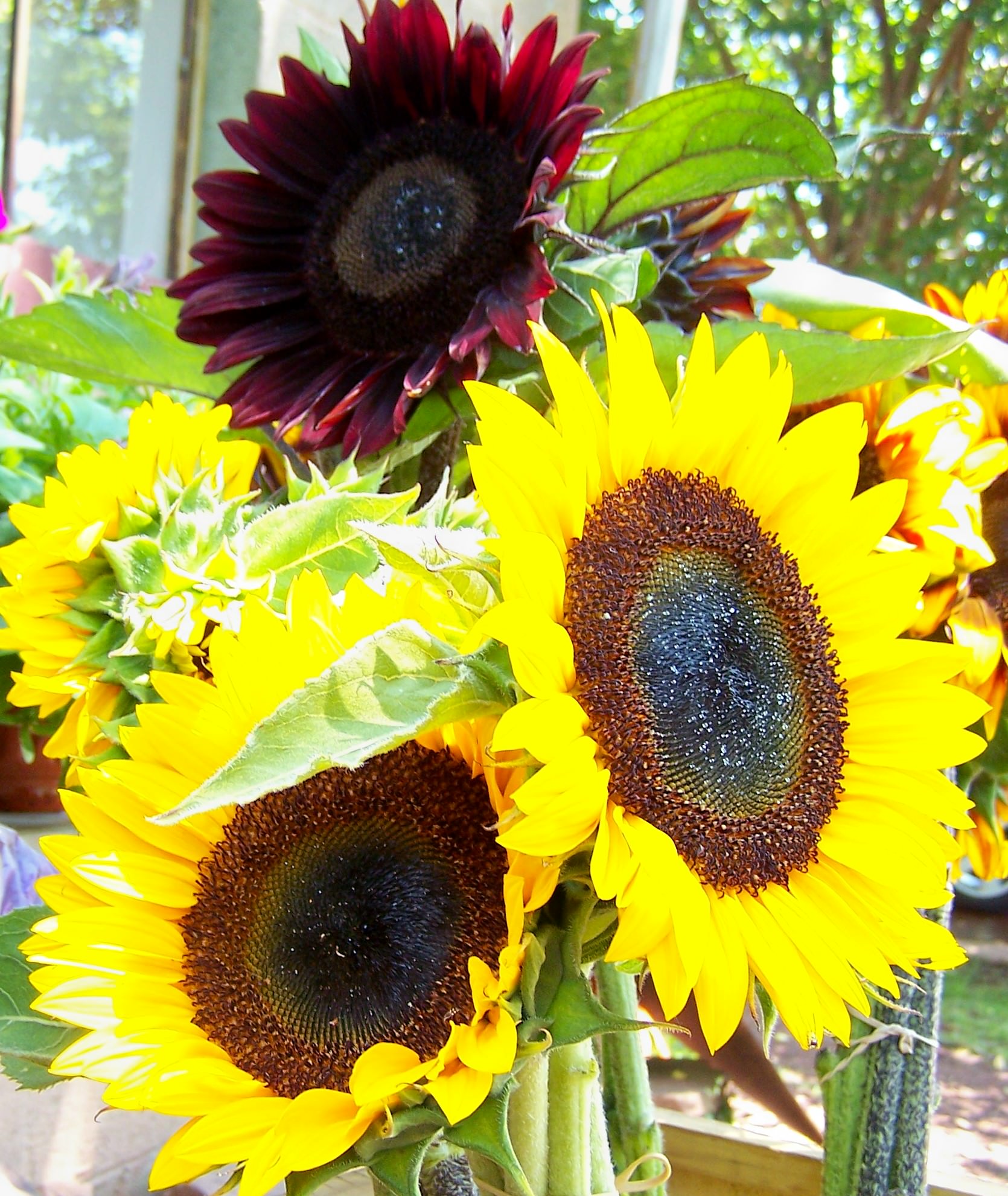 Sunflowers; photo credit Lynne Goldman