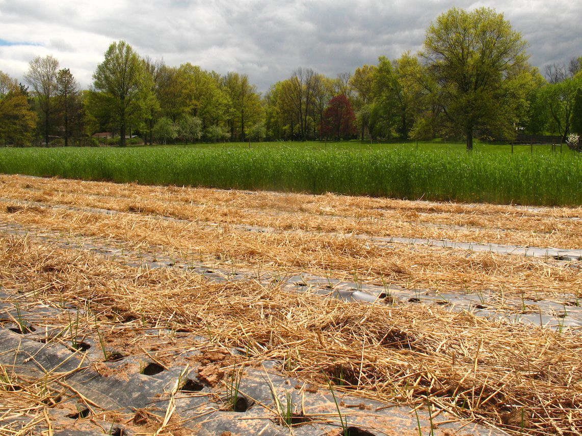 Anchor Run rye fields; photo courtesy of Anchor Run Farm