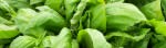 PageLines- Basil_crop_web.jpg