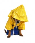 Rain Dog; iStock