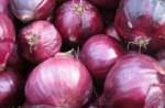 Red Onions_Tall Pine Farms