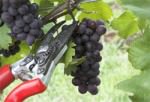 Wycombe Vineyards grape harvest