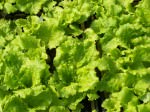 MHF lettuce