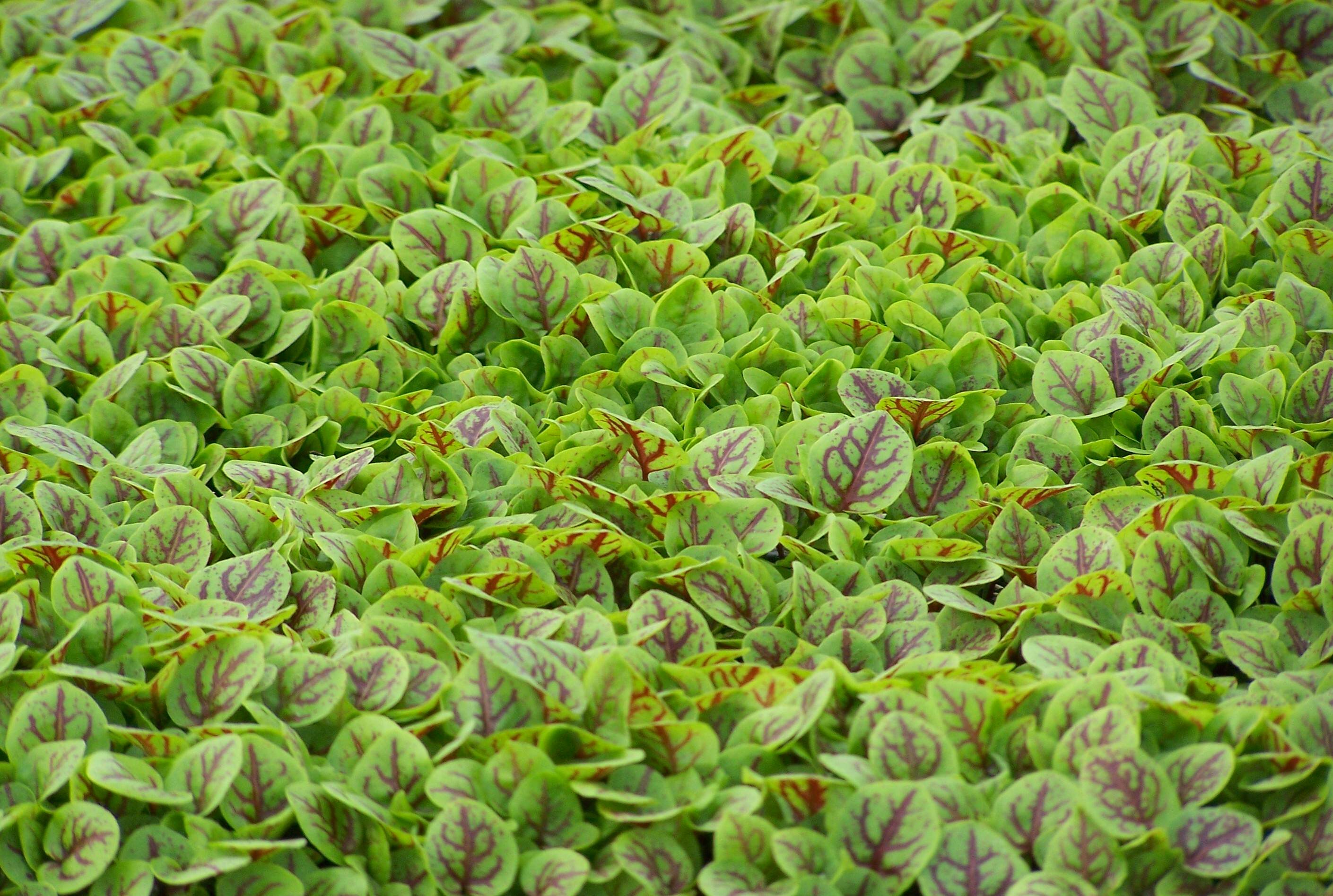 Wild sorrel from Blue Moon Acres