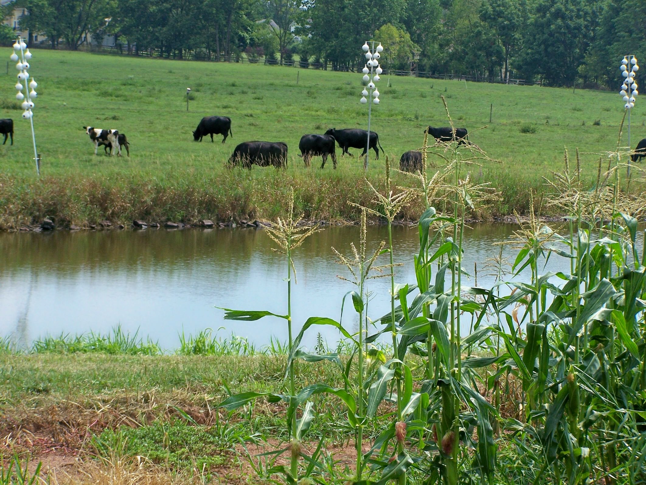 Black Angus cattle grazing