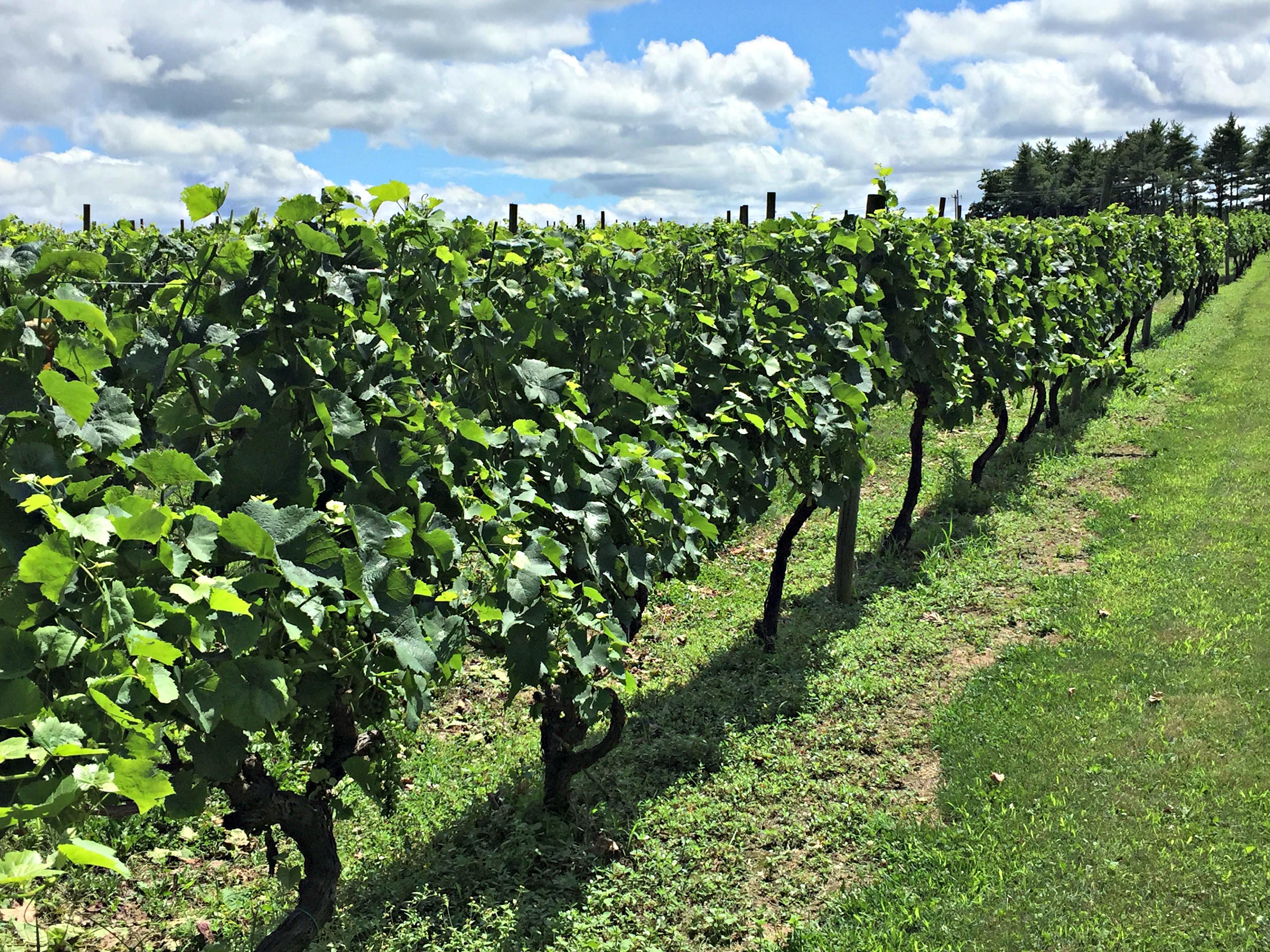 Wycombe Vineyards vines; photo credit Lynne Goldman