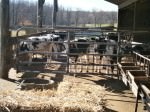 Fulper Farm calves