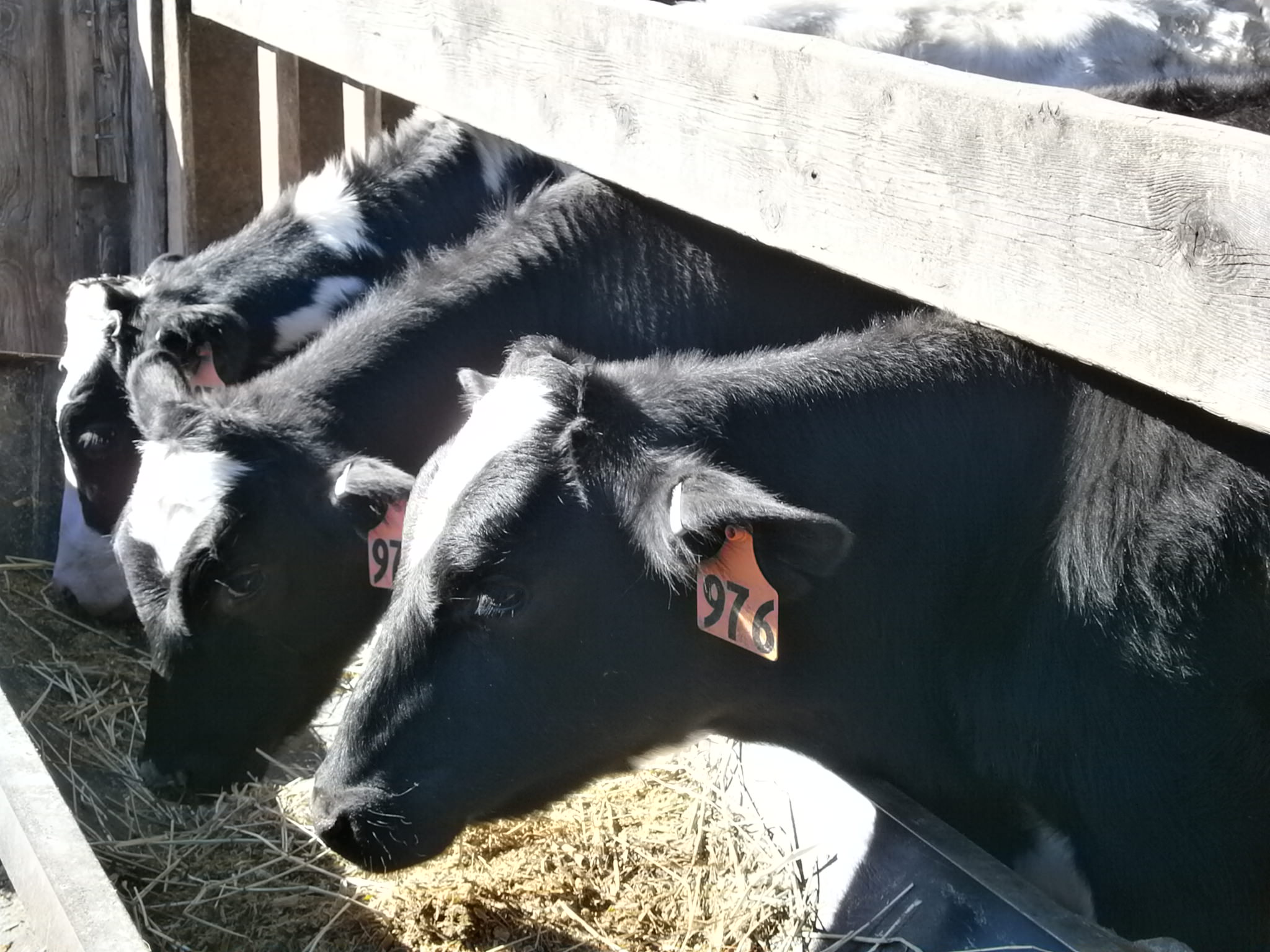 Fulper Farm cows; photo credit Lynne Goldman